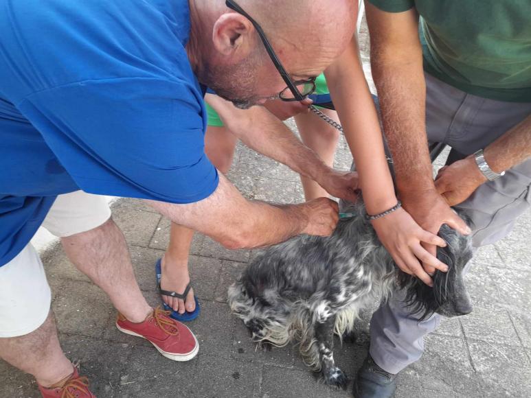 Sabia que a identifica&ccedil;&atilde;o de animais de companhia &eacute; obrigat&oacute;ria para c&atilde;es, gatos e fur&otilde;es?